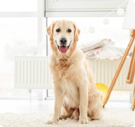 A mechanic in Melbourne performing windscreen replacement